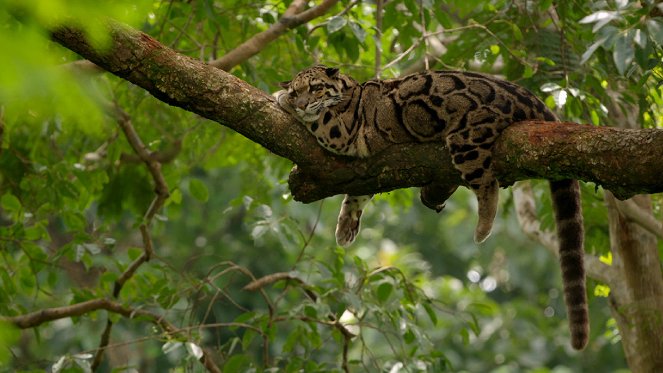 A leopárdok titkos élete - Filmfotók