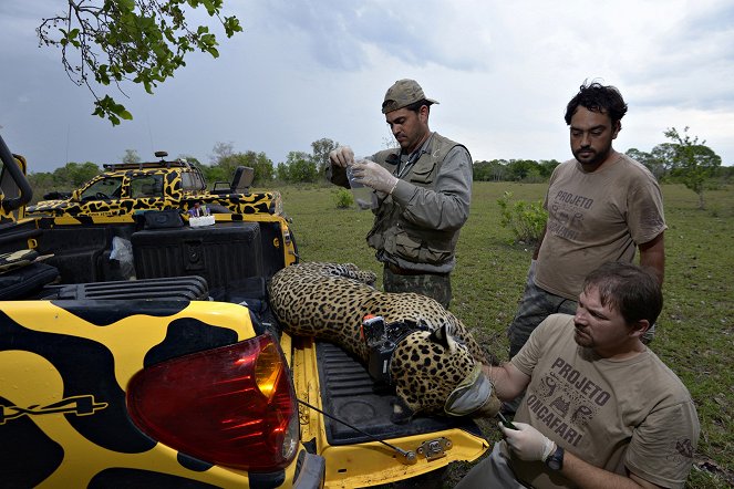 The Natural World - Jaguars: Brazil's Super Cats - Film
