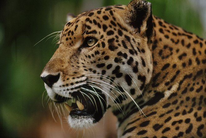 The Natural World - Jaguars: Brazil's Super Cats - Z filmu