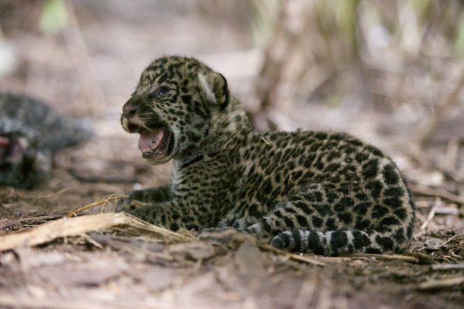 The Natural World - Jaguars: Brazil's Super Cats - Z filmu