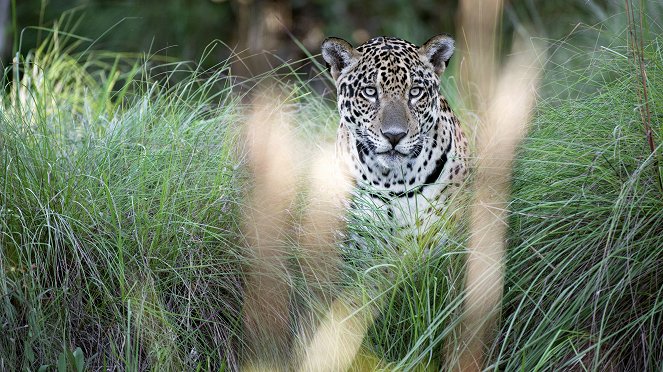 The Natural World - Jaguars: Brazil's Super Cats - De la película