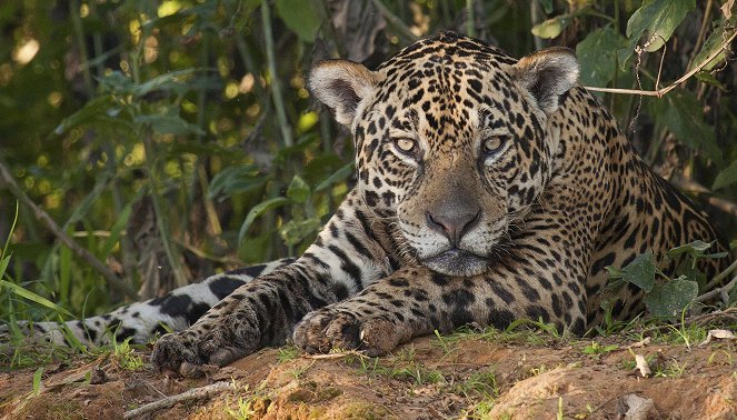 The Natural World - Season 35 - Jaguars: Brazil's Super Cats - Photos