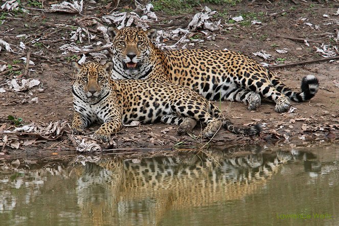 The Natural World - Season 35 - Jaguars: Brazil's Super Cats - Photos