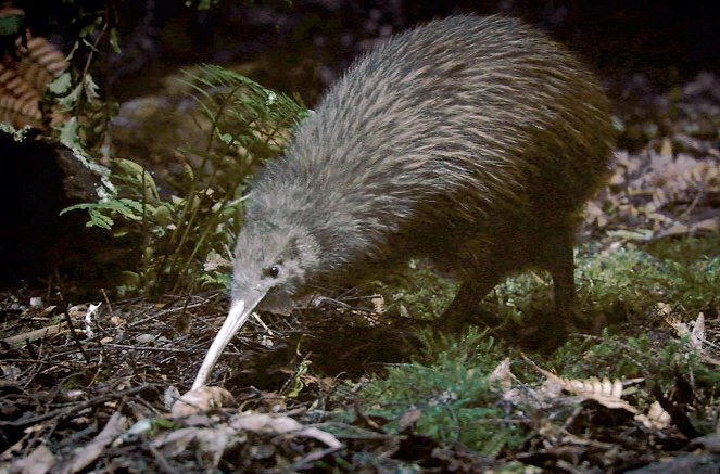 Vulkane in Neuseeland - De filmes