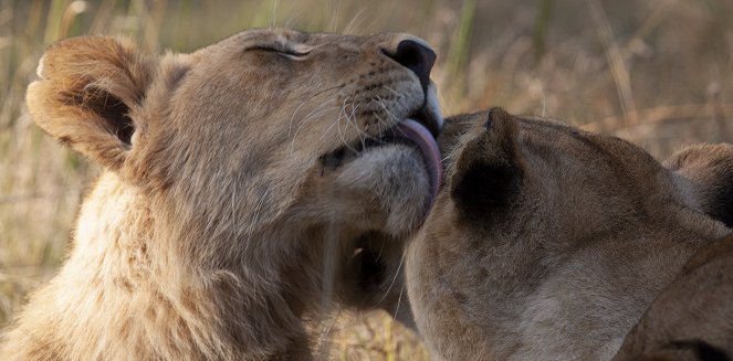 Lion Brothers: Cubs to Kings - Van film