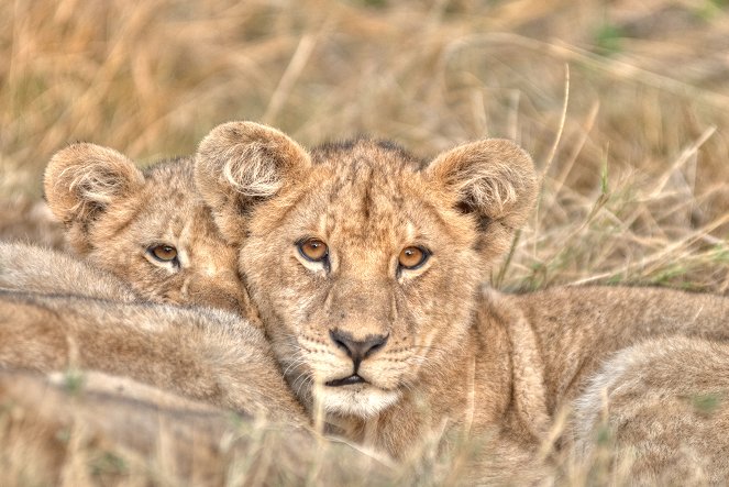 Löwenbrüder: Vom Kätzchen zum König - Filmfotos