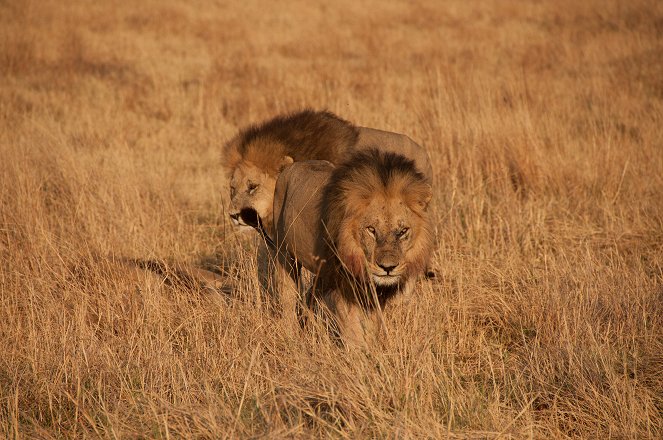 Lion Brothers: Cubs to Kings - Kuvat elokuvasta