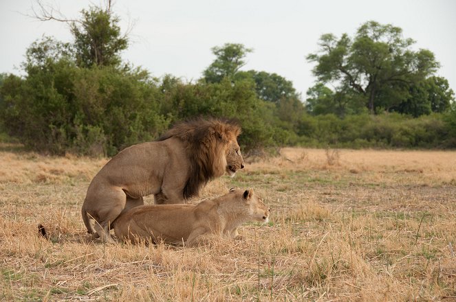 Löwenbrüder: Vom Kätzchen zum König - Filmfotos
