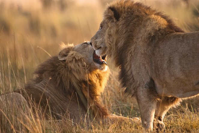 Lví bratři: Od kotěte po krále - Z filmu