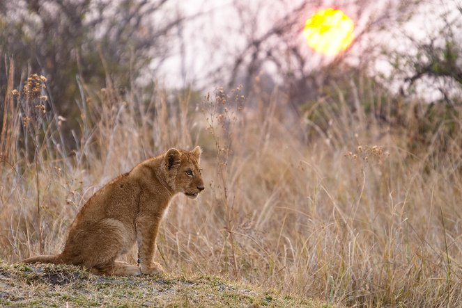 Lion Brothers: Cubs to Kings - Z filmu