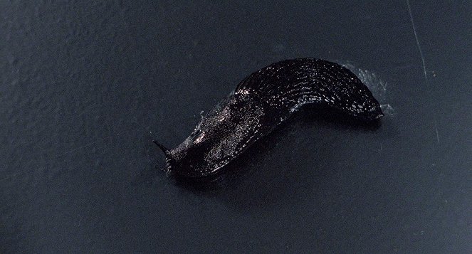 Slugs, muerte viscosa - De la película