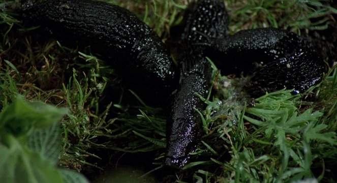 Slugs, muerte viscosa - Filmfotók