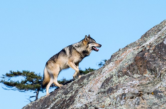 Takaya, der einsame Wolf - Filmfotos