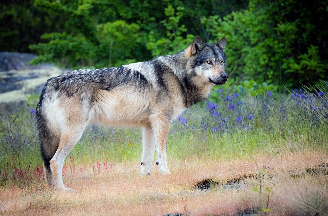 Takaya, der einsame Wolf - Filmfotos