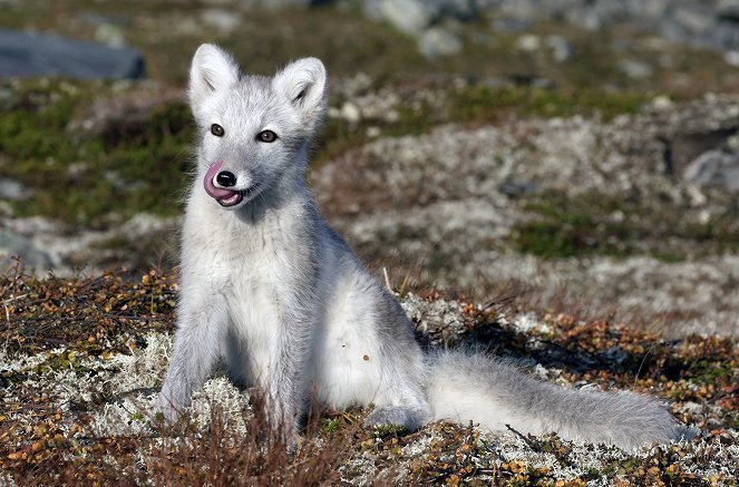 Polartag - Skandinaviens Wildnis im Sommer - Film