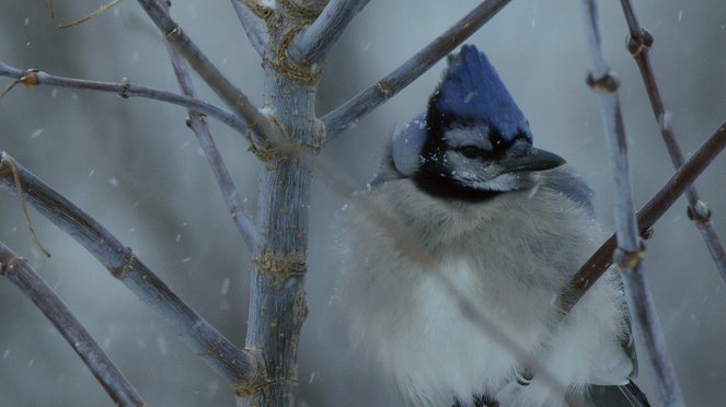 America's Wild Seasons - Winter - De la película