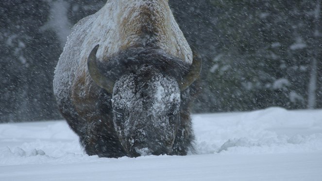 Die Wildnis der USA: Vier Jahreszeiten - Winter - Filmfotos