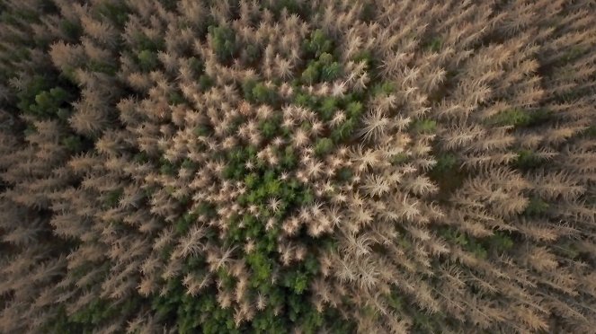 Český žurnál - Češi jsou výborní houbaři - De la película