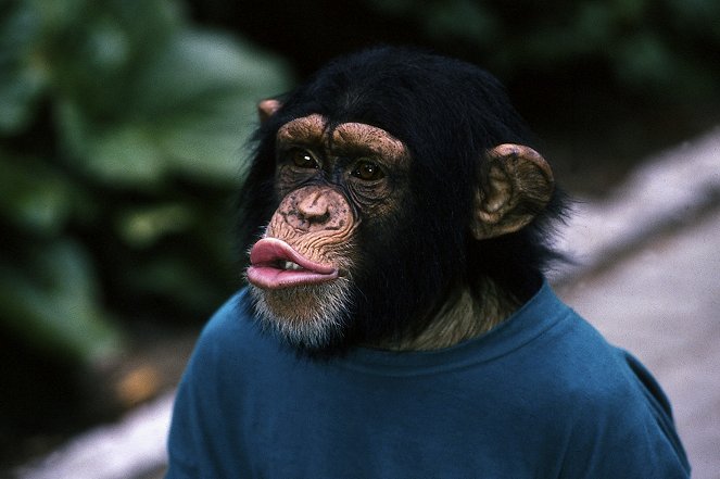 Šimpanz Charly - Z filmu