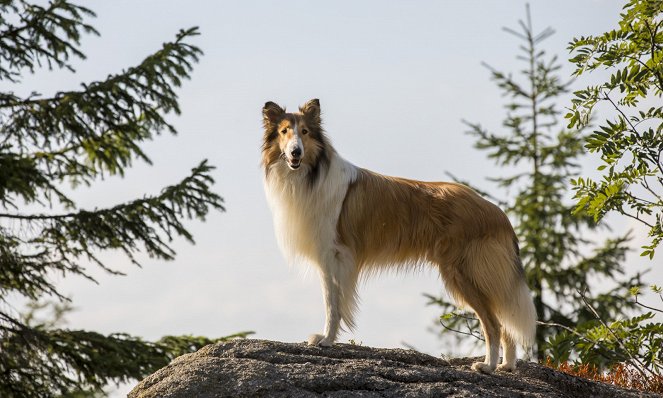 Lassie se vrací - Z filmu