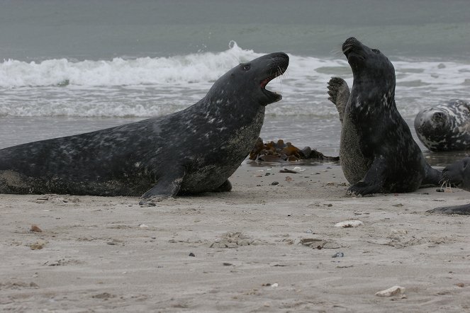 Seals - Bullies in Blubber - Van film