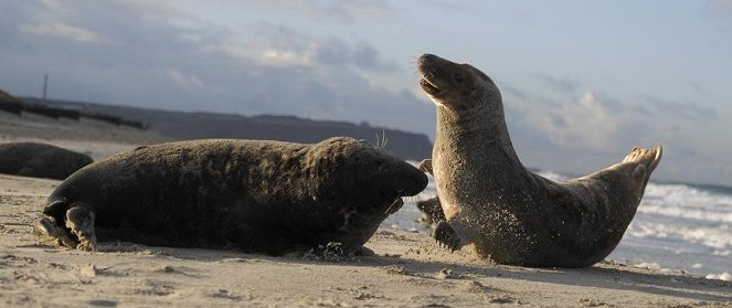 Seals - Bullies in Blubber - Do filme