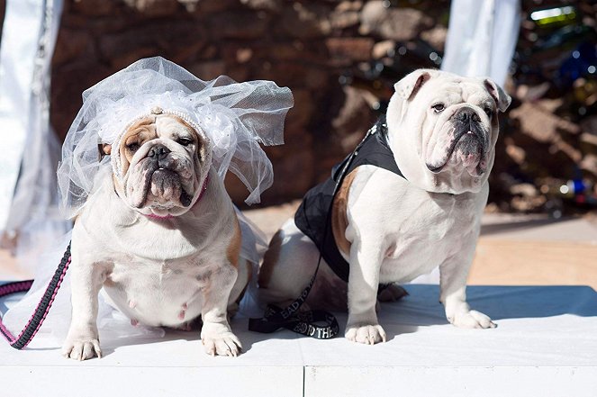 The Dog Wedding - Do filme