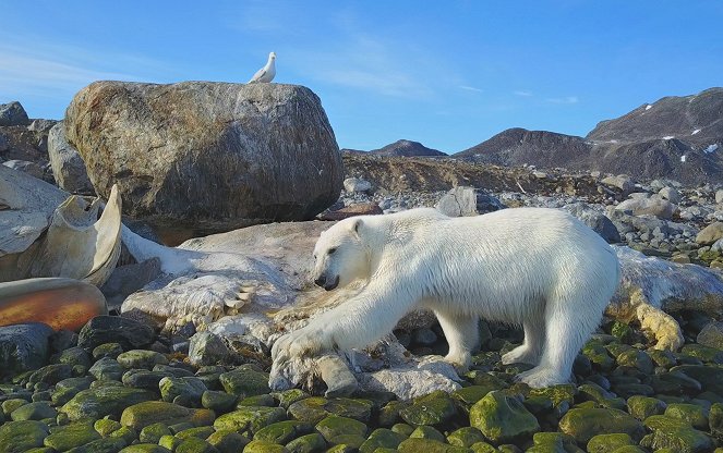 Spitzbergen - Auf Expedition in der Arktis - De la película