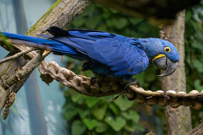 Rákosův pavilon: Svět vzácných papoušků - Z filmu