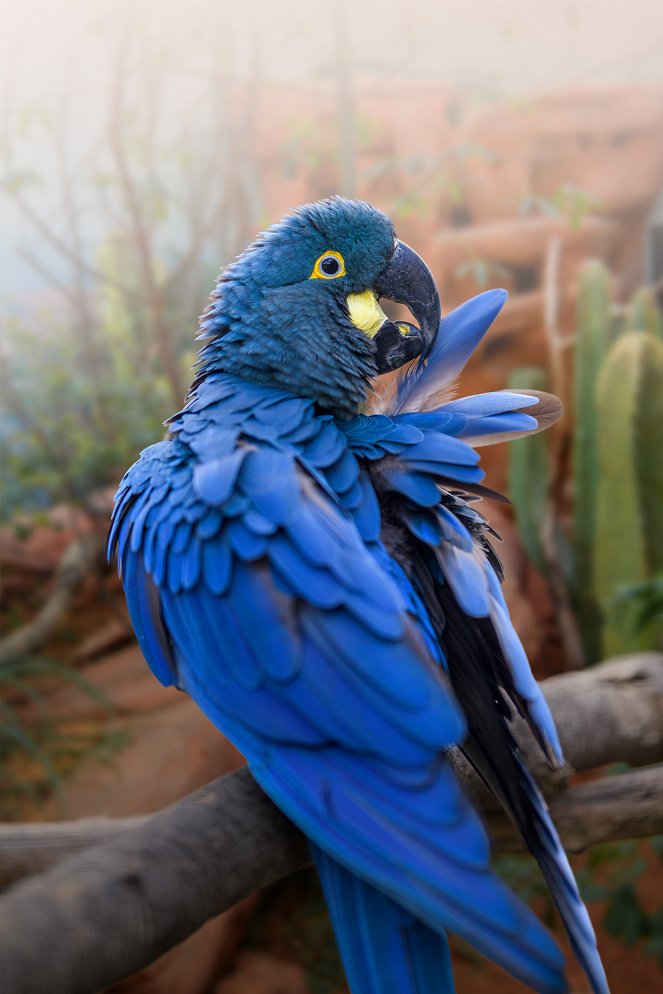 Rákosův pavilon: Svět vzácných papoušků - Film