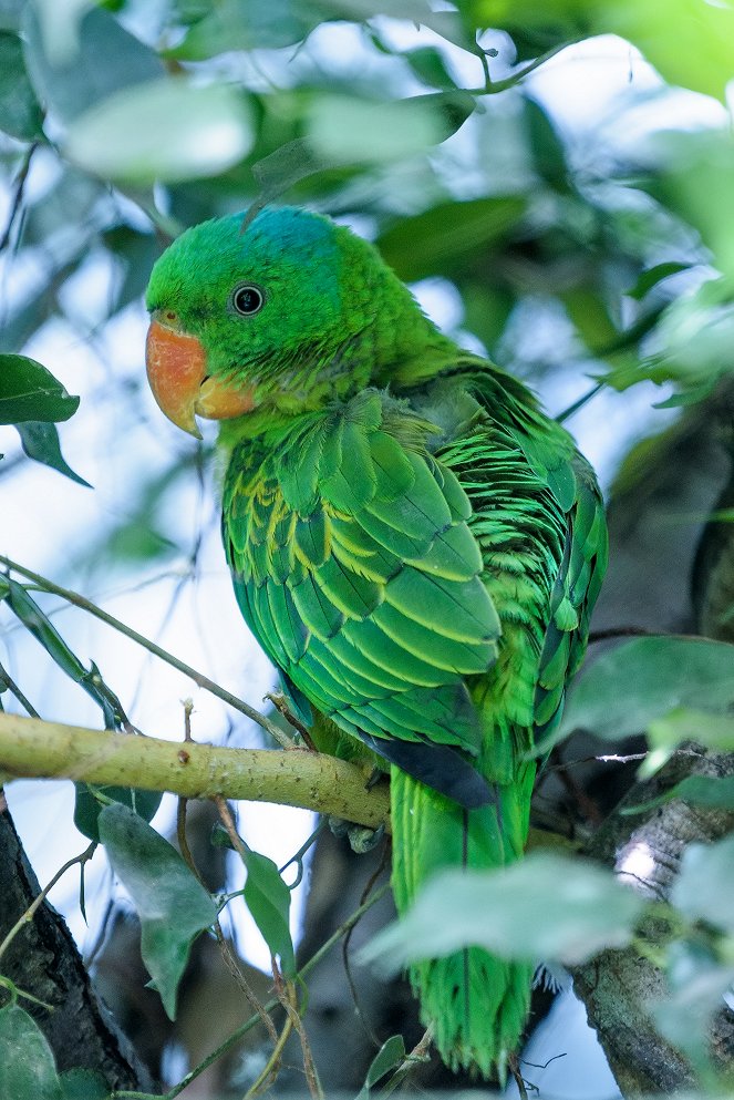 Rákosův pavilon: Svět vzácných papoušků - Photos
