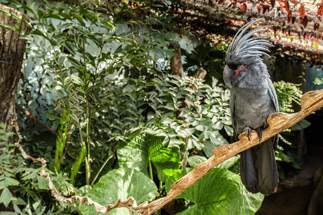 Rákosův pavilon: Svět vzácných papoušků - Film