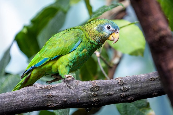 Rákosův pavilon: Svět vzácných papoušků - Photos