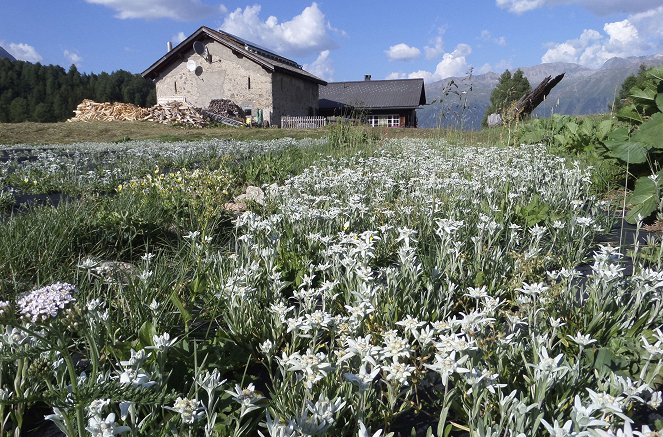 Le Génie des plantes - Kräuterwelten der Alpen - Film