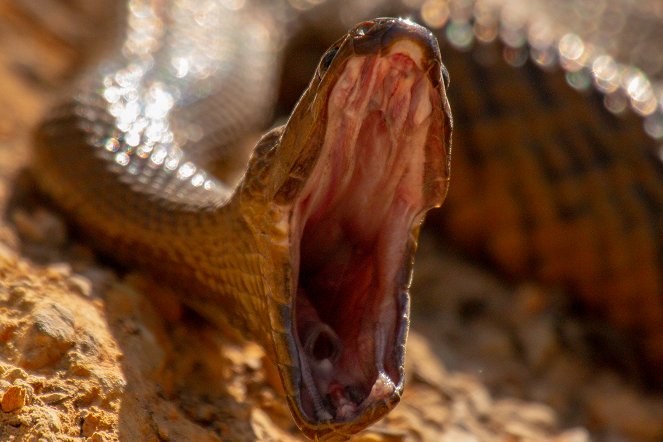 Kígyók szigete - Filmfotók