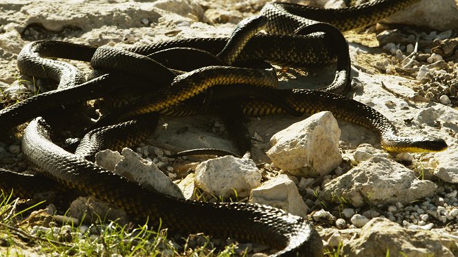Australiens Schlangen-Insel - Filmfotos