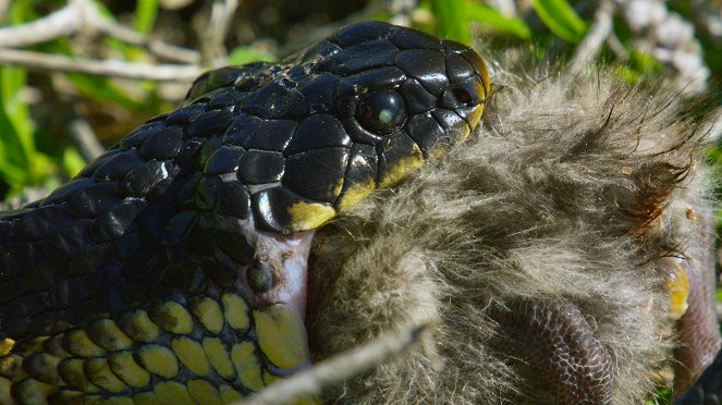 Australiens Schlangen-Insel - Filmfotos