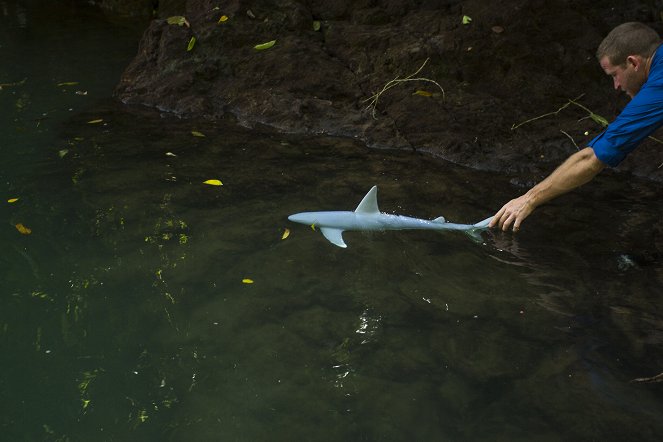 A dzsungel cápái - Filmfotók