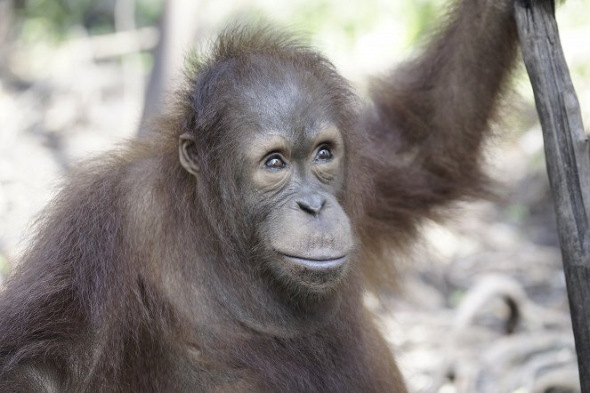 Orangutaní škola v džungli - Z filmu