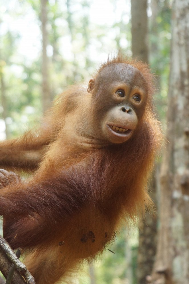 Orangutaní škola v džungli - Z filmu