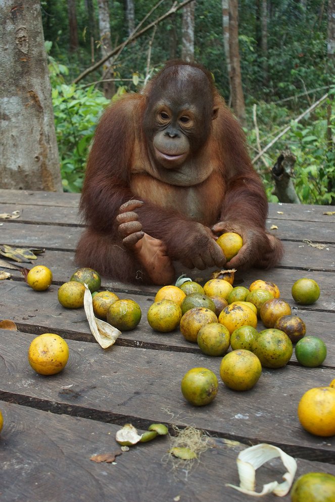 Orangutan Jungle School - Do filme