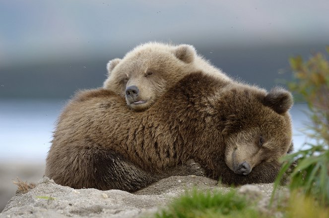 Medvědi z Kamčatky - Z filmu