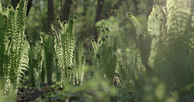 Vad erdők, vad bércek - A fantom nyomában - Filmfotos