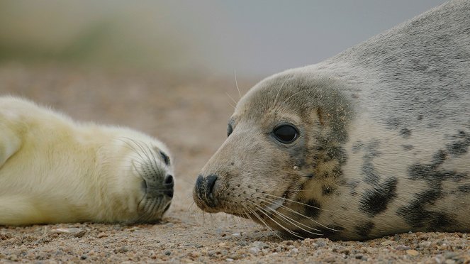 Home of the Seals – On Brittany's Wild Coast - Photos