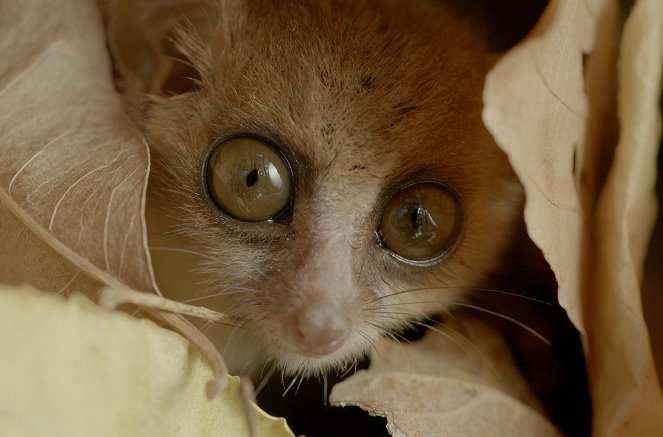 Unbekanntes Madagaskar - Do filme