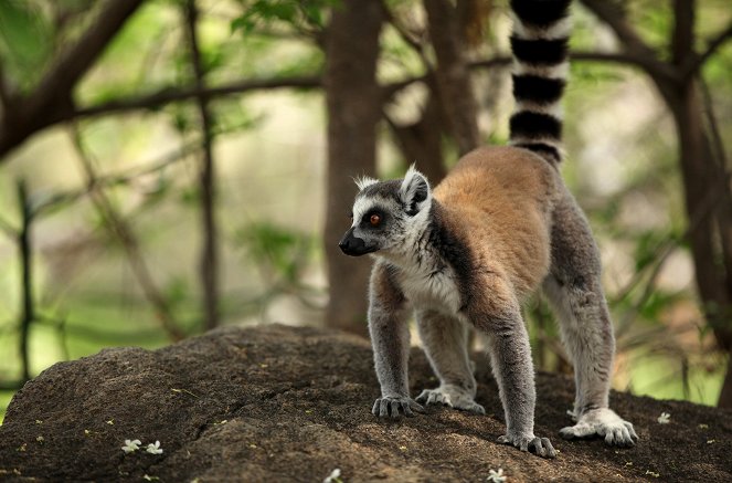 Unbekanntes Madagaskar - Filmfotók