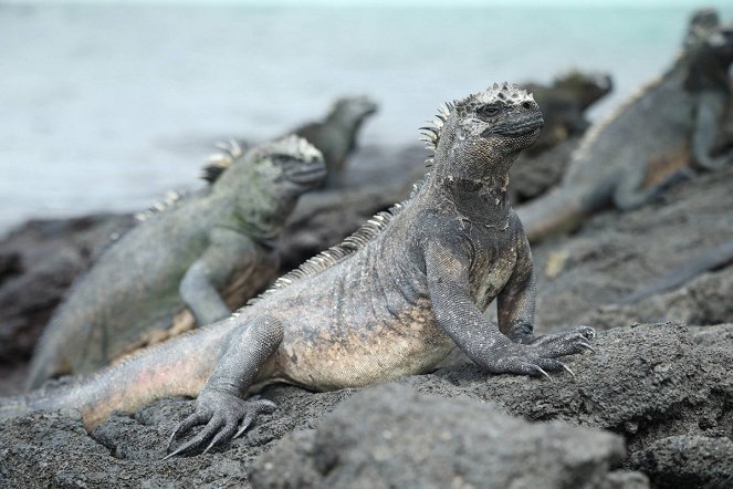 Wild Galapagos - Z filmu