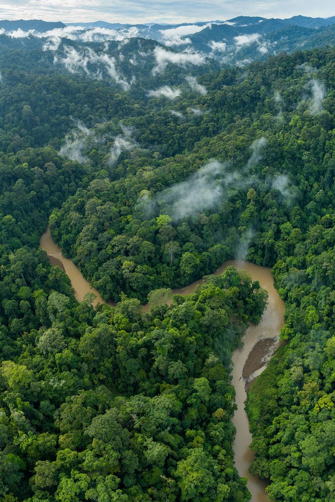 Universum: Borneo - Grünes Juwel am Äquator - Filmfotos