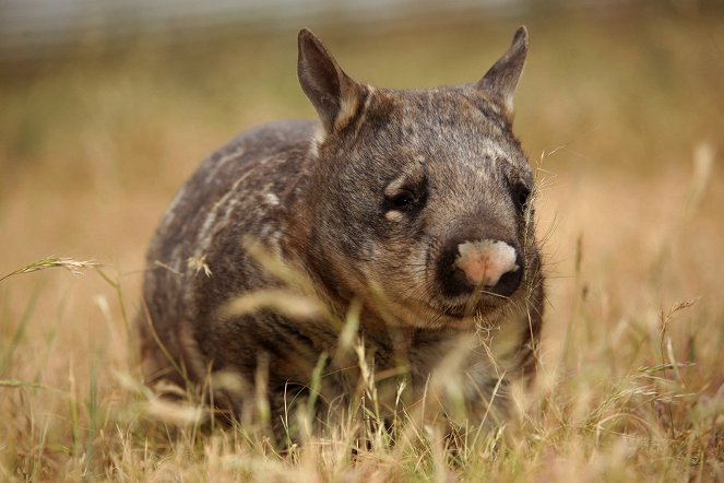 L'Australie sauvage - Au pays des wombats - Film