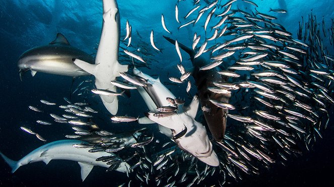 Great Shark Chow Down - Photos